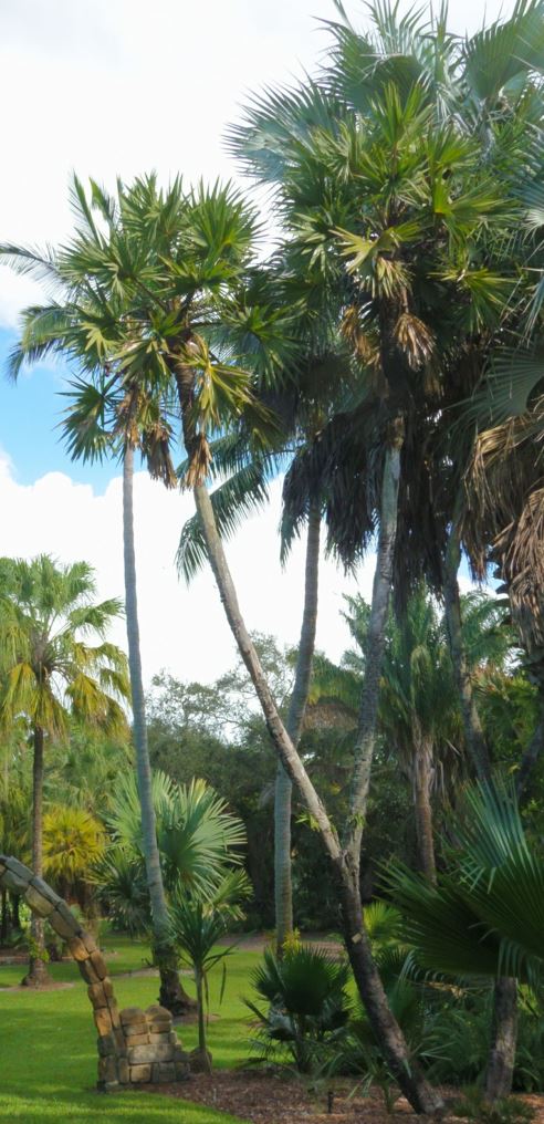 Hyphaene thebaica - gingerbread palm, African doum palm