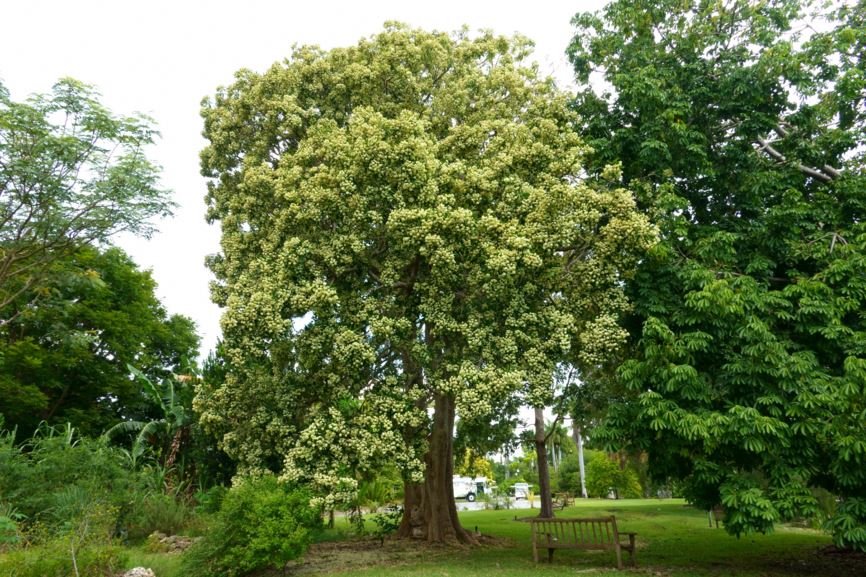 Alstonia scholaris devil tree Fairchild Botanic Garden