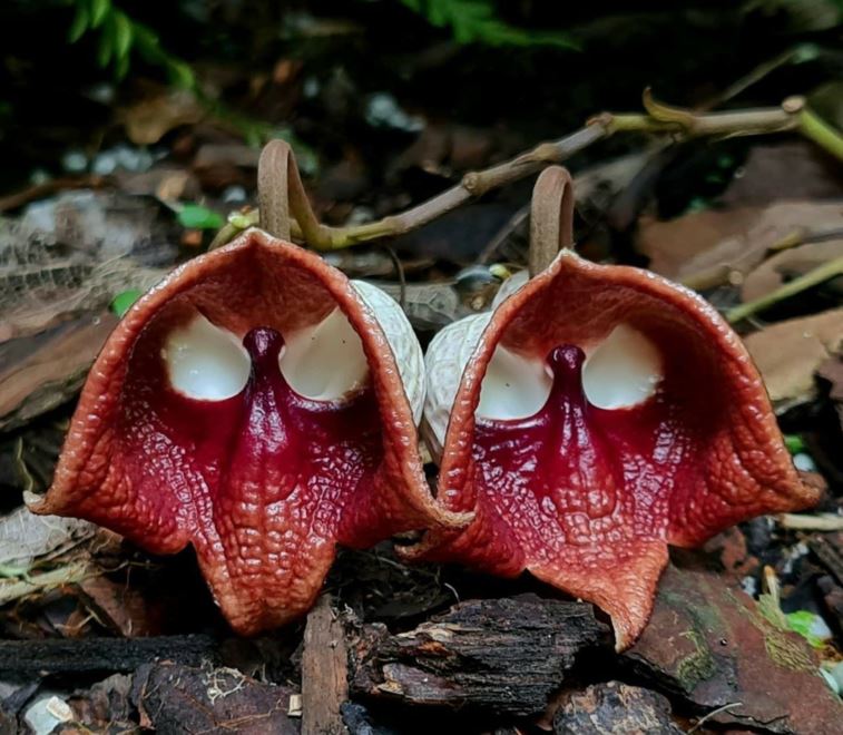 Aristolochia salvadorensis - Darth Vader Flower