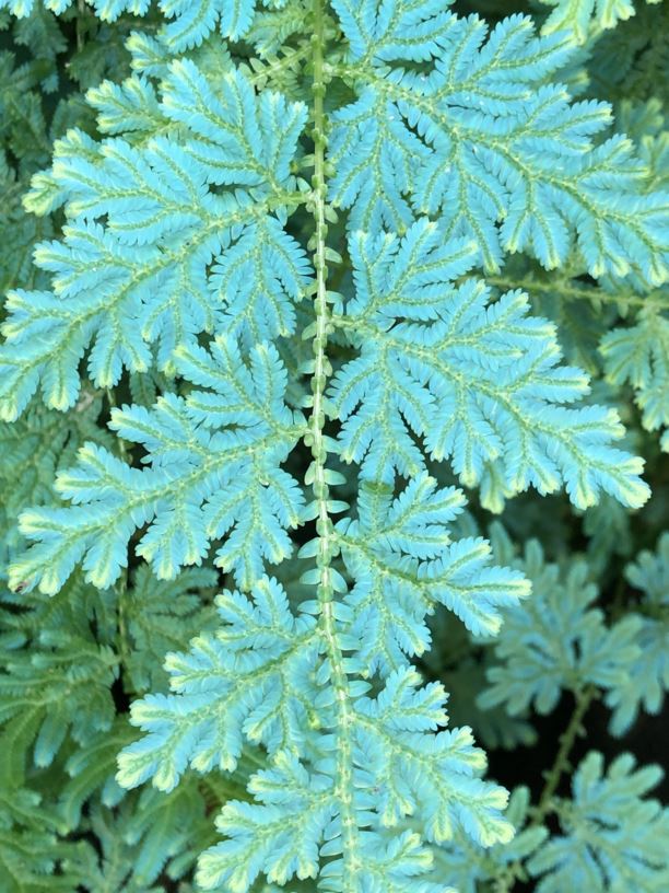 Selaginella willdenowii - Willdenow's Spikemoss, Peacock Fern