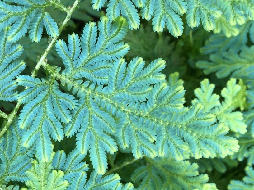 Selaginella willdenowii - Willdenow's Spikemoss, Peacock Fern ...