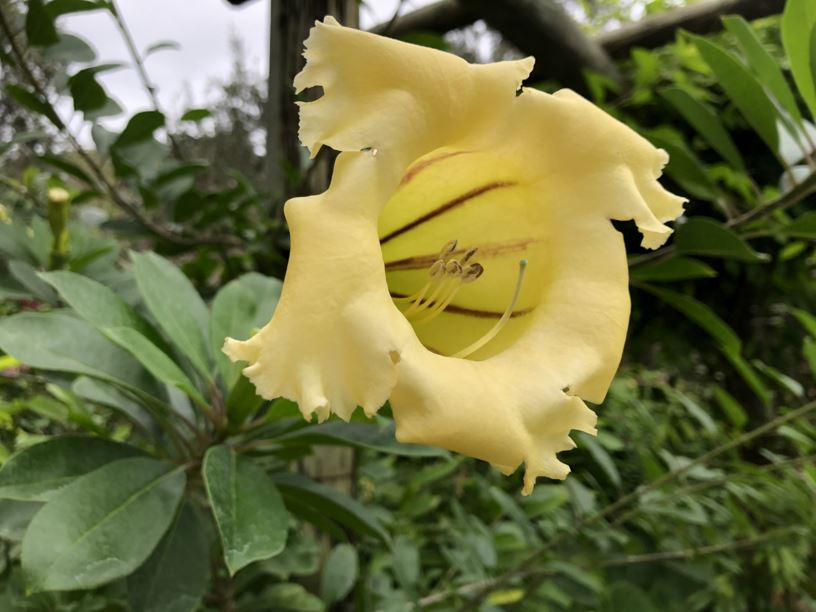 Solandra grandiflora - chalice vine