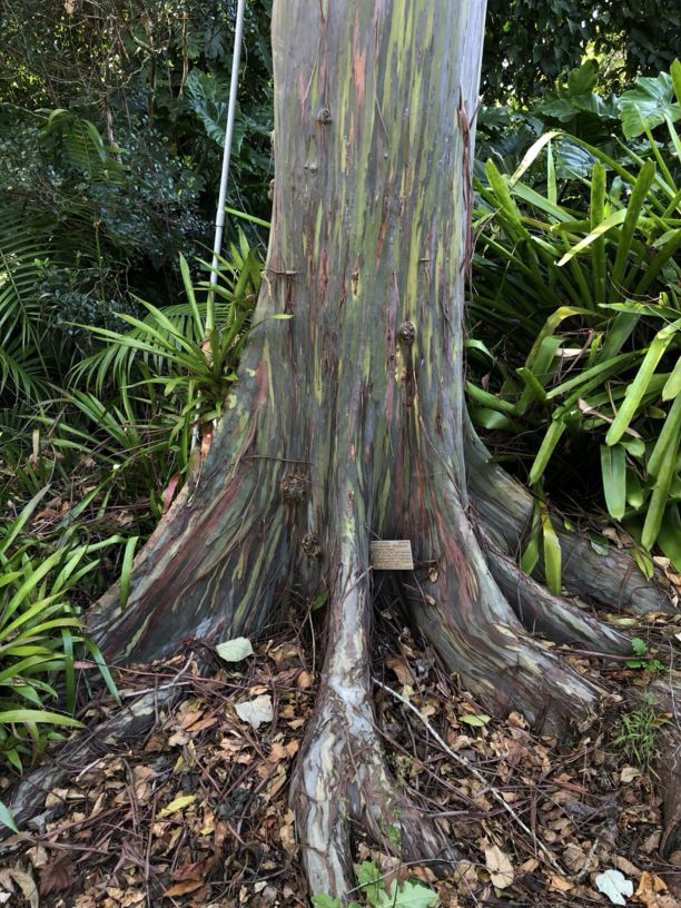 Eucalyptus deglupta - rainbow eucalyptus, Mindanao gum