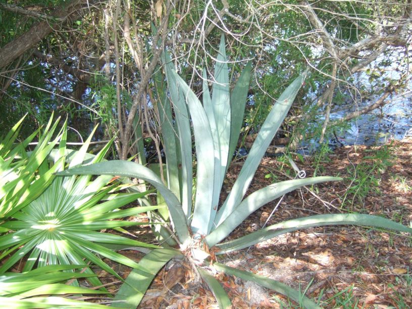 Agave bahamana