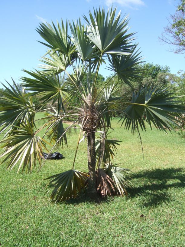 Leucothrinax morrisii - Key thatch palm, brittle thatch palm, Keys ...