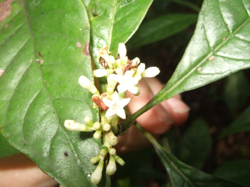 Psychotria nervosa - wild coffee