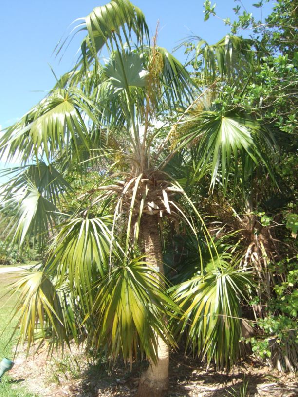 Leucothrinax morrisii - Key thatch palm, brittle thatch palm, Keys ...