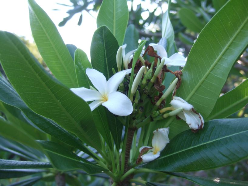 Plumeria obtusa - frangipani | Fairchild Botanic Garden