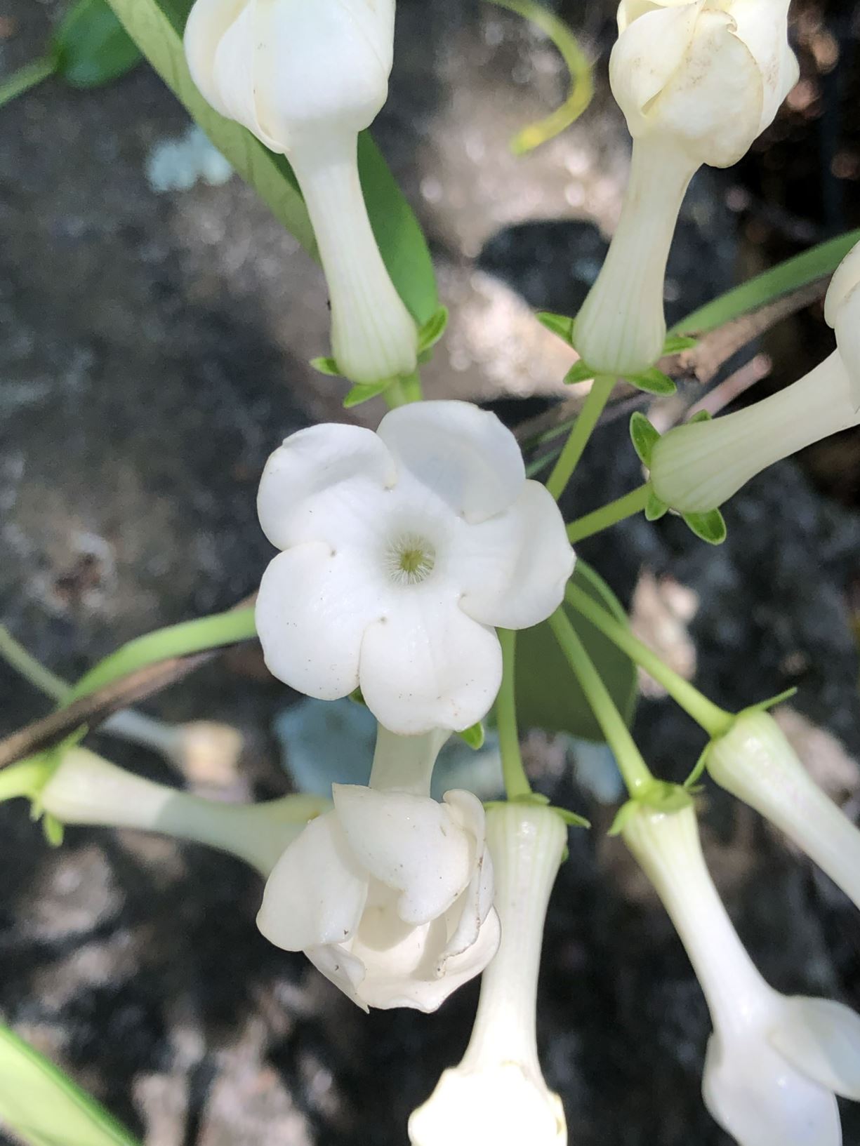 Marsdenia floribunda - bridal wreath