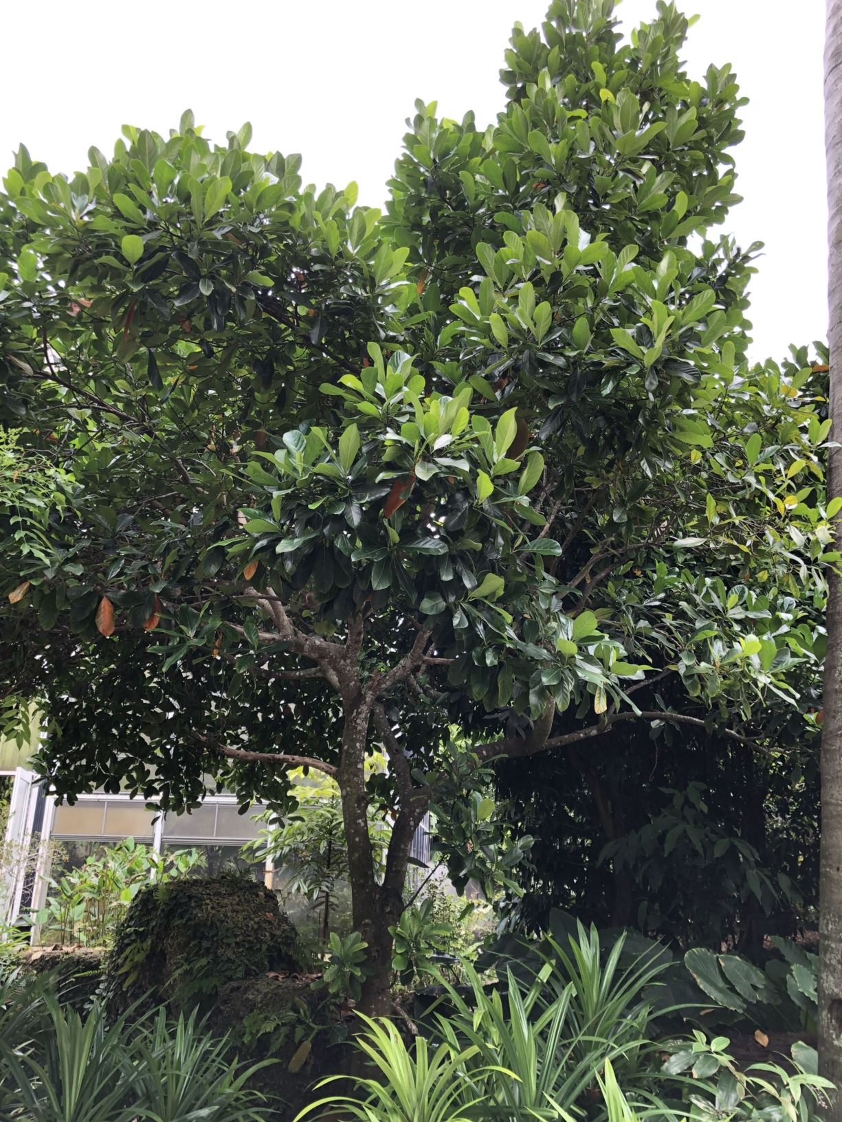 Artocarpus heterophyllus 'Black Gold'