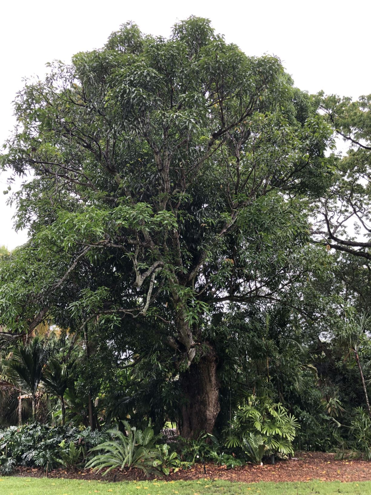 Mangifera indica 'Mulgoba' - mango