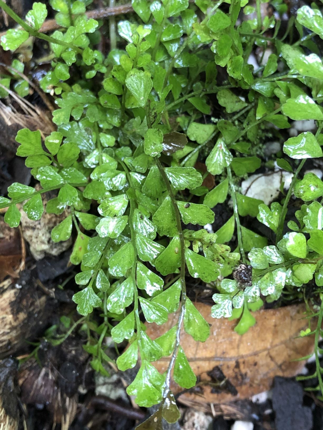 Asplenium dentatum - toothed spleenwort