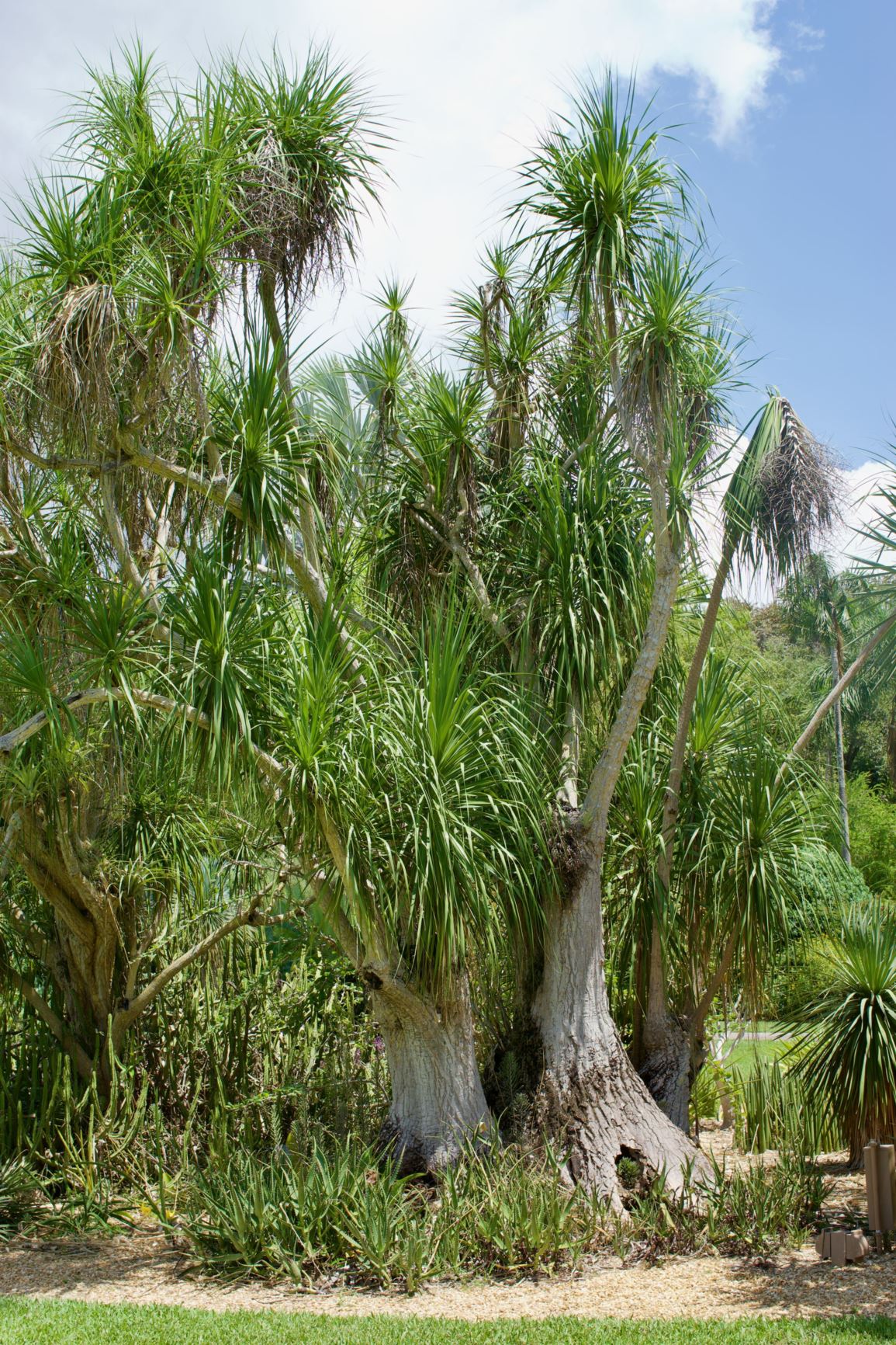 Beaucarnea pliabilis