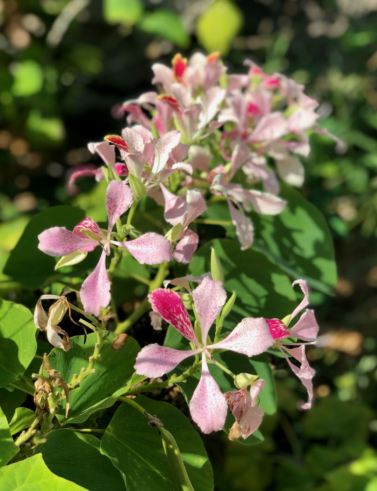 Bauhinia monandra - Napoleon's Plume