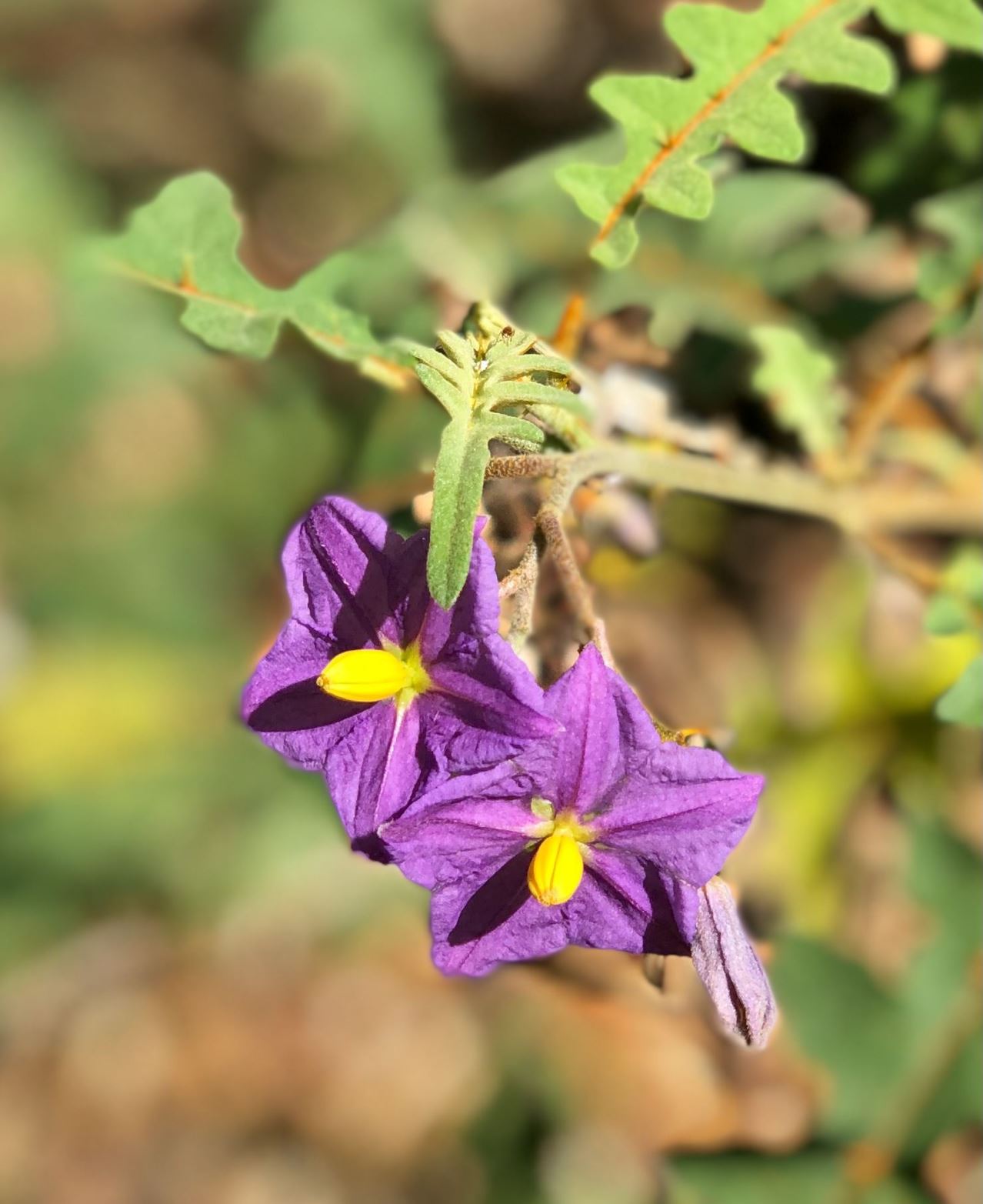 Solanum pyracanthos - Porcupine tomato