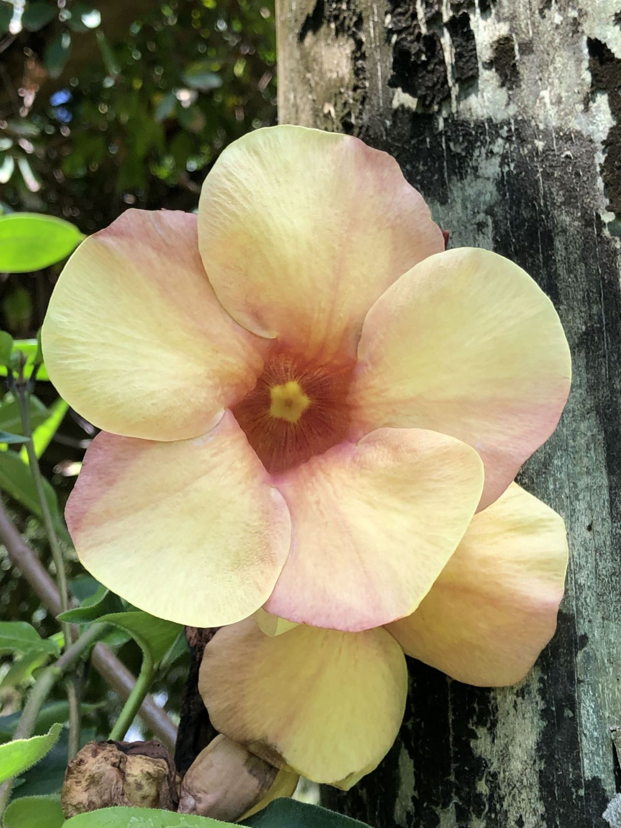 Allamanda 'Old Gold'