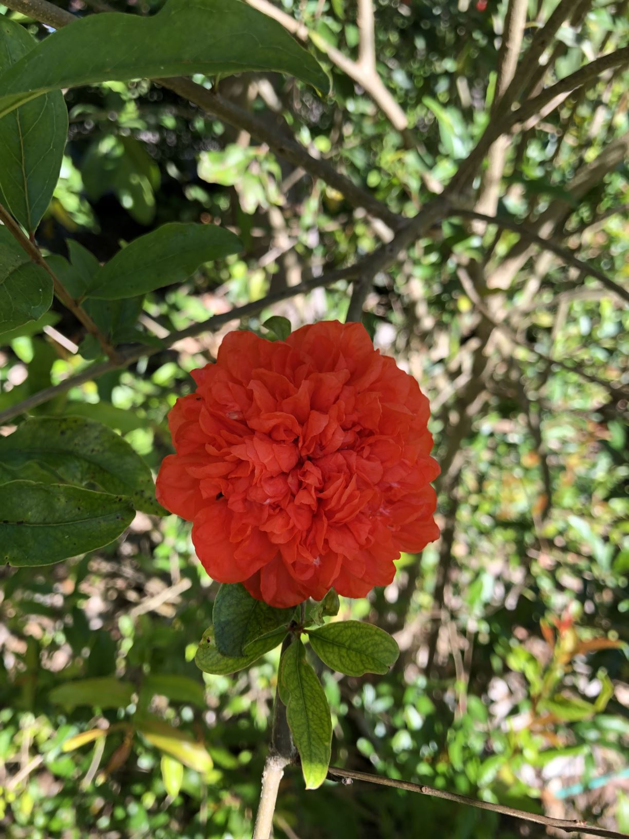 Punica granatum 'Nochi Shibari' - Tied Tail Pomegranate