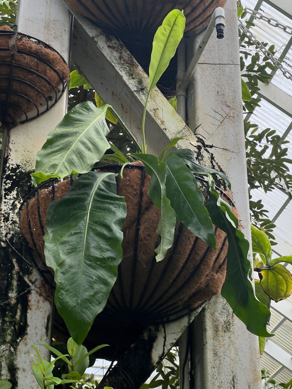Anthurium upalaense