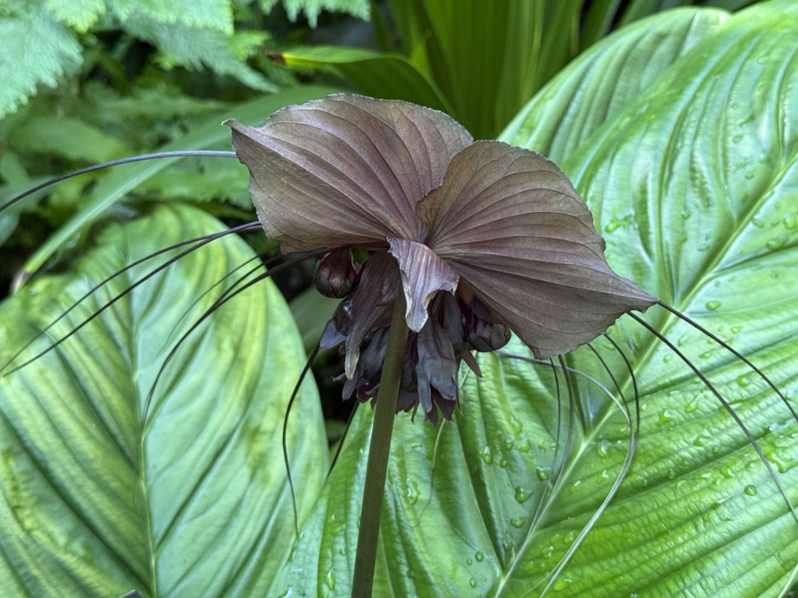 Tacca chantrieri - black bat flower