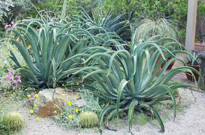 Agave vilmoriniana - octopus agave