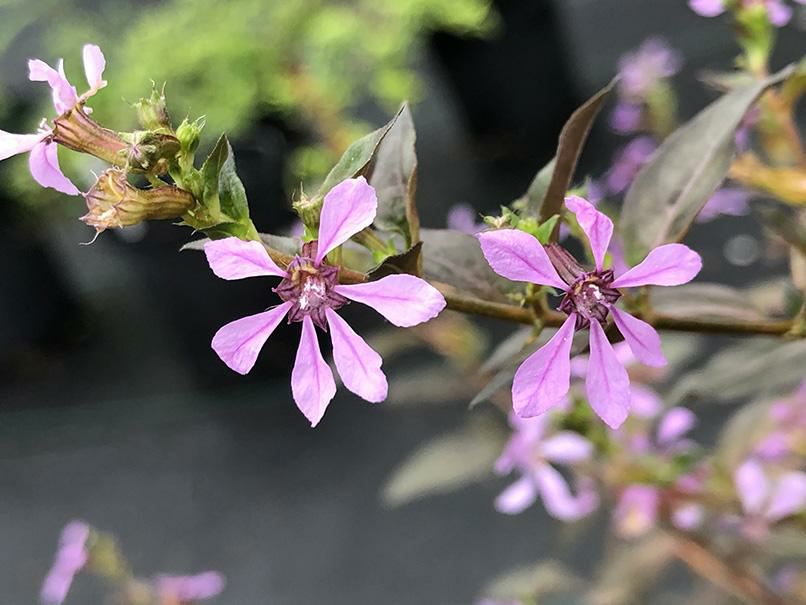 Cuphea strigulosa