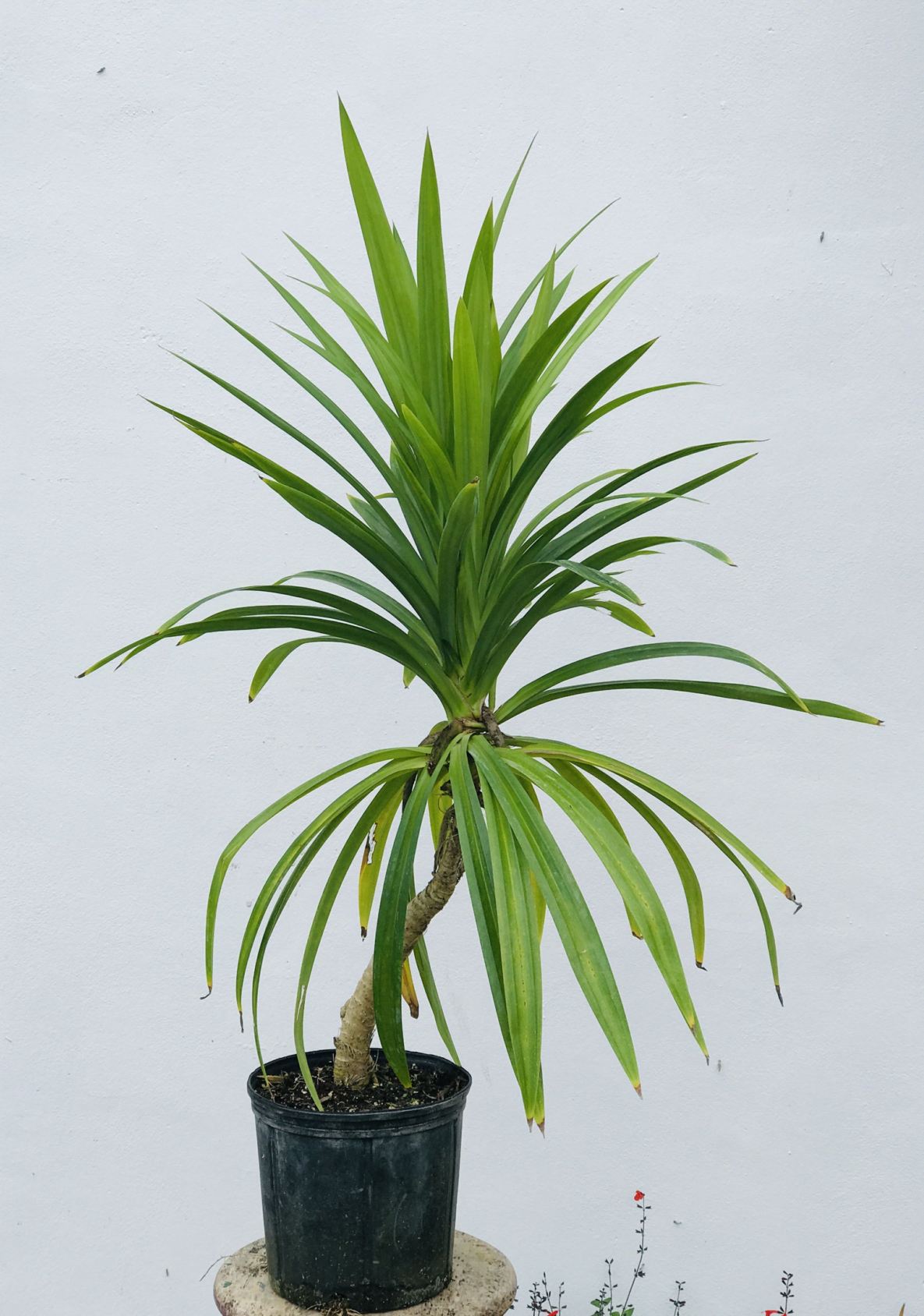 Pandanus amaryllifolius - fragrant pandan